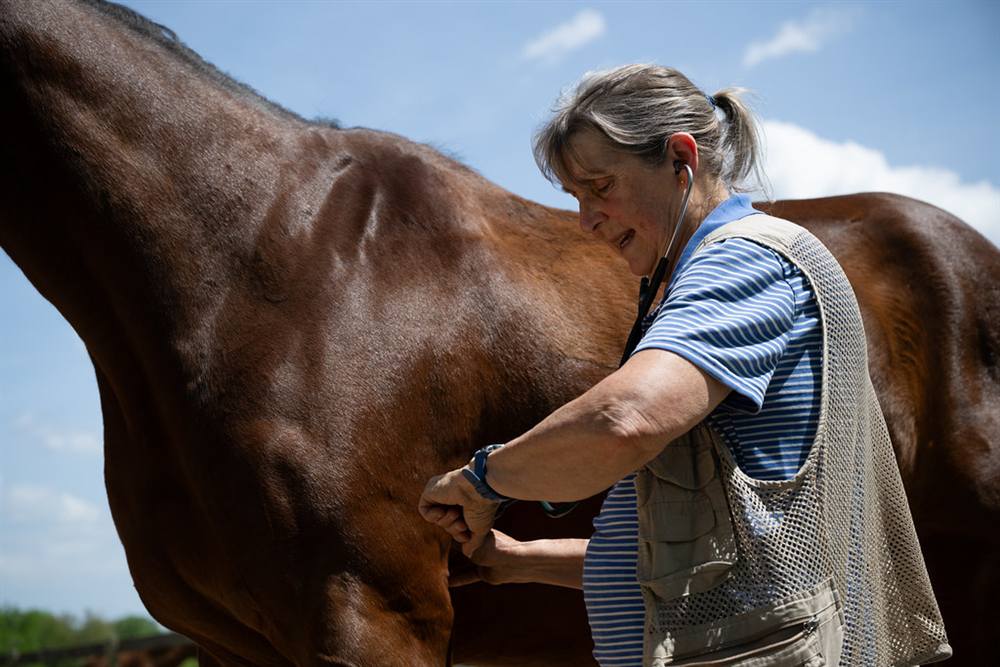 Dr. Kate Hollis auscultating a patient on a farm call
