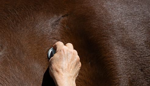 Dr. Ray Voss's stethoscope at work during an equine exam