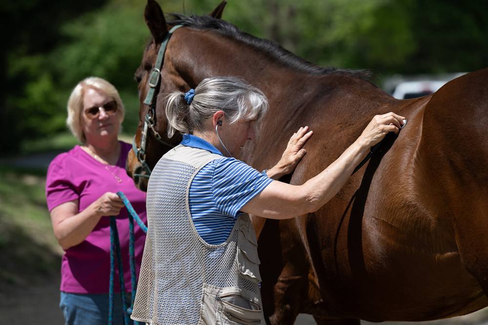 A veterinarian listens with a stethoscope while the owner holds the lead rope