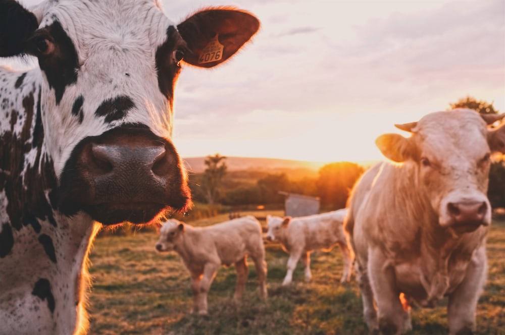 Cows and calves in the pasture in low golden light